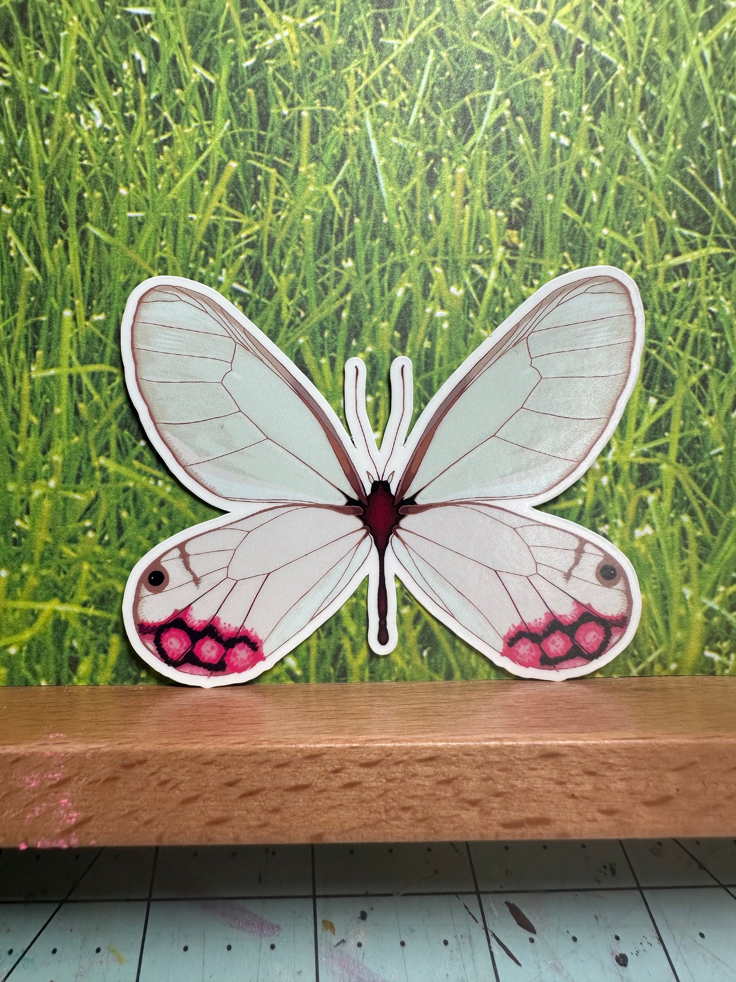 clearwing moth